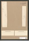 Synedra affinis var. tabulata (Ag.) V. H. (de-Toni-Nr.: Genus 66, Species 2607) Zeichnungen Sammlung Grunow Nr. 5340 (NHMW-BOT-W0373744)